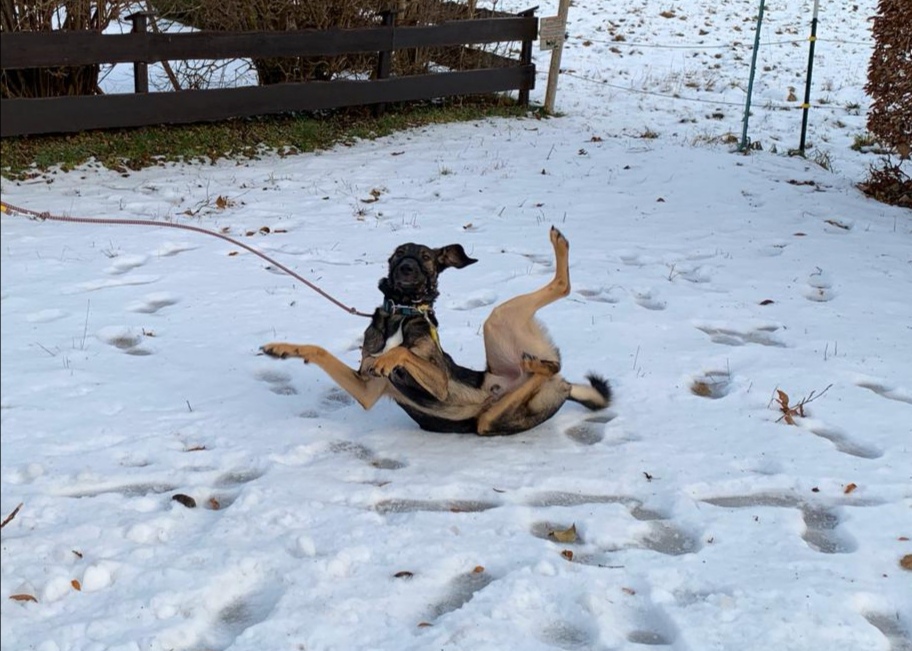 Wälzen im Schnee